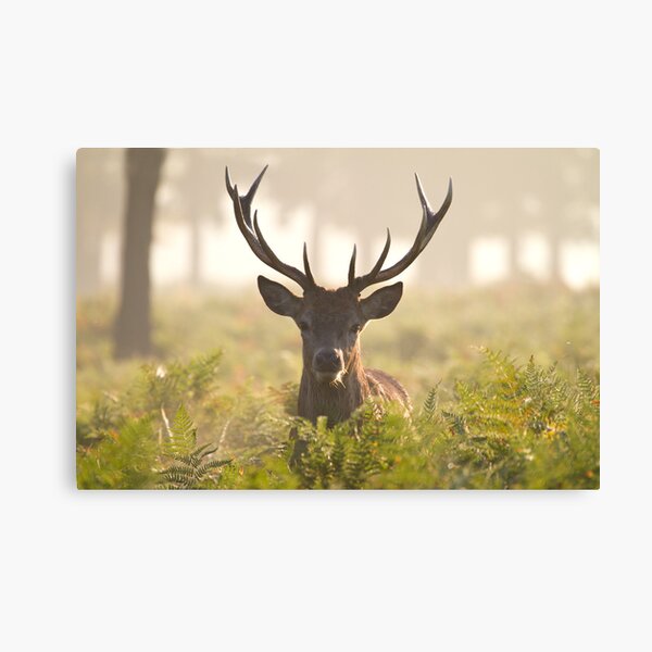 Morning Stag Canvas Print