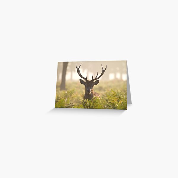 Morning Stag Greeting Card