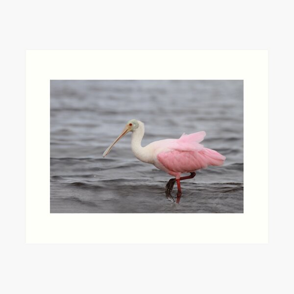 Medium - Spoonbills on background of Wallpaper