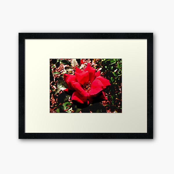 "Fiore Rosso Sangue" Framed Art Print