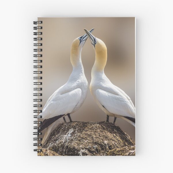 Item preview, Dance of the Gannets designed and sold by Rustyoldtown.