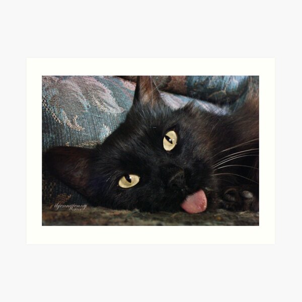 Stray Cats Art Print