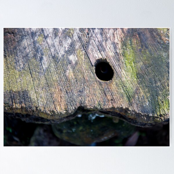 Item preview, Colours of Wood (No.2) designed and sold by Orla Cahill Photography.