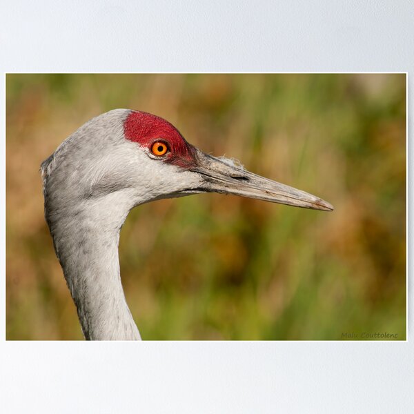 Item preview, Sandhill Crane Close-Up designed and sold by MaluC.