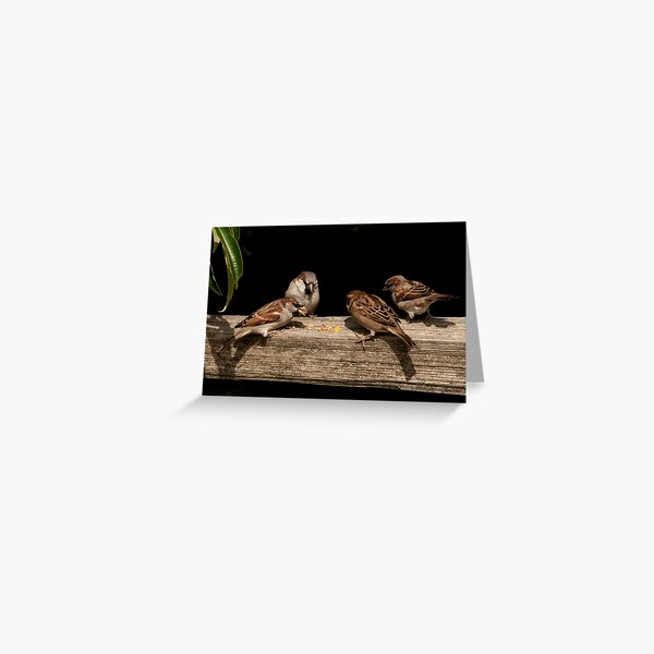 Beautiful birds at play Greeting Card