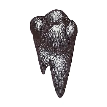Artwork thumbnail, TOOTH by sofialopes