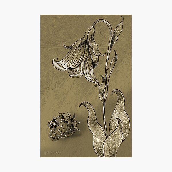 Sepia Strawberry Photographic Print