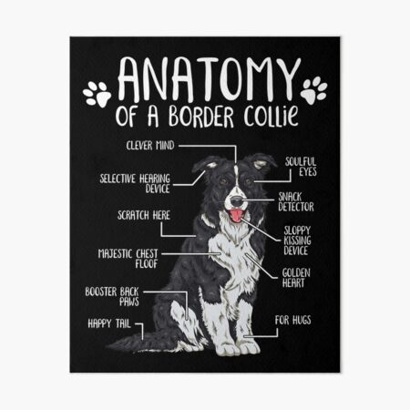 Lustiges Border Collie Anatomy Dog Lover Geschenk Galeriedruck