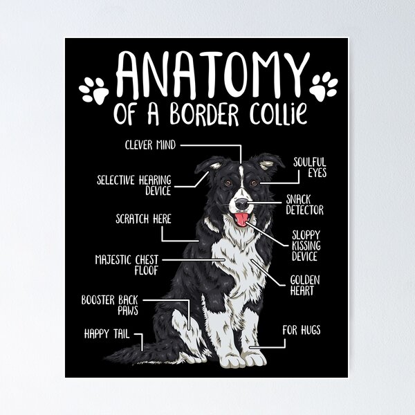 Artikel-Vorschau von Lustiger Border Collie Anatomie Hundeliebhaber, designt und verkauft von lanynx design.