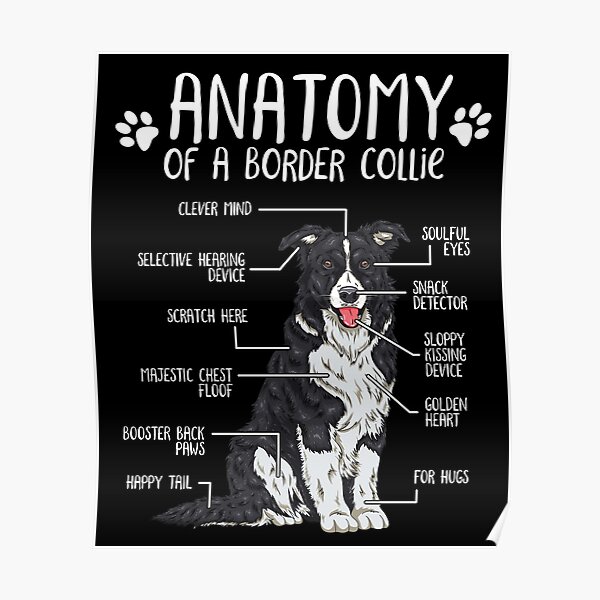 Funny Border Collie Anatomy Dog Lover Gift Poster