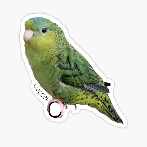 Luccello The Bird (New) Sticker
