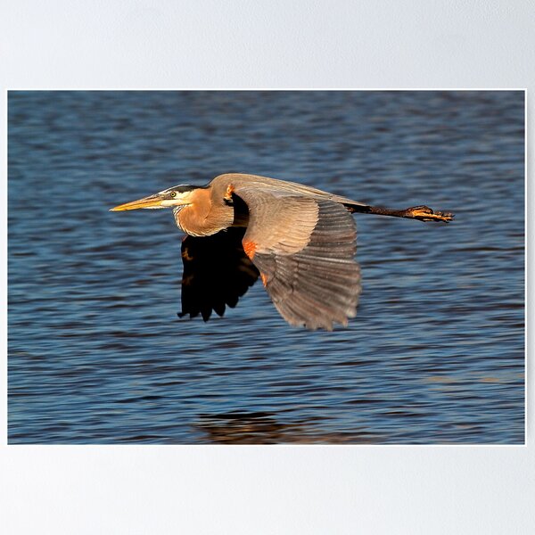 Artikelvorschau, Tucson AZ
Canon 7D
Canon 400 mm 1: 5,6 l
Verschlusspriorität automatisch
1/500 @ f / 14
ISO 400 entworfen und verkauft von Marvin Collins.