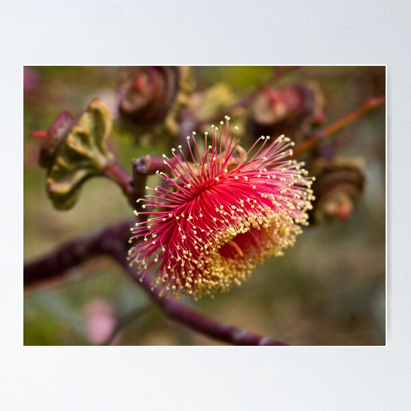 Item preview, Large-fruited Mallee designed and sold by BMKphotography.