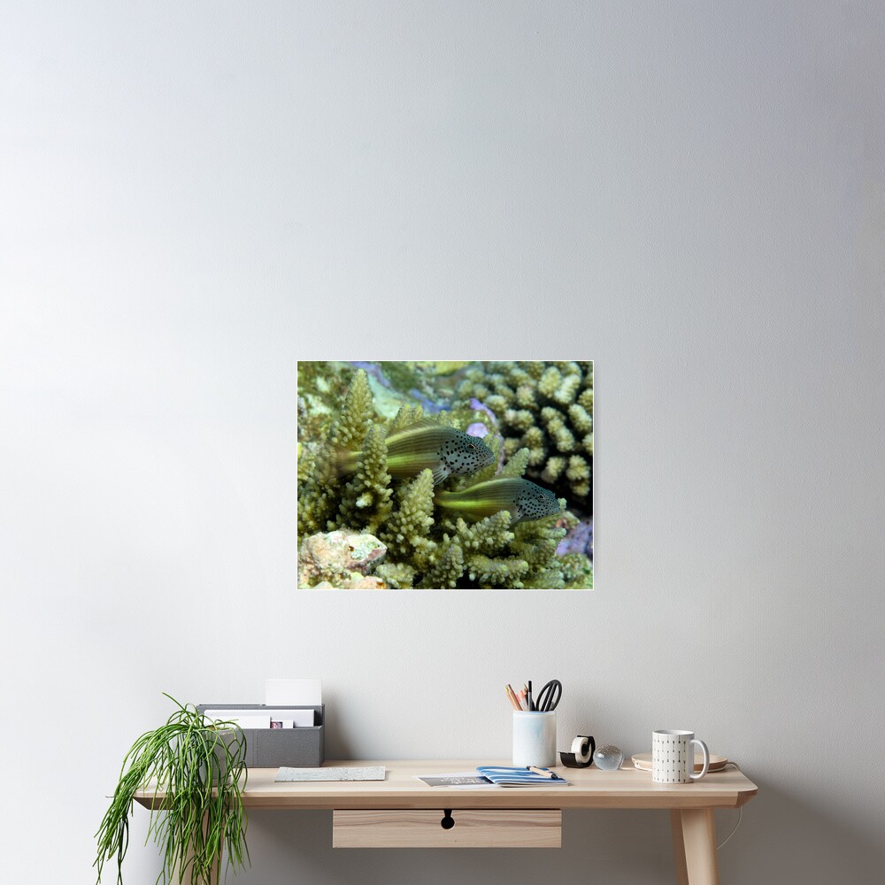 Hawkfish pair Poster