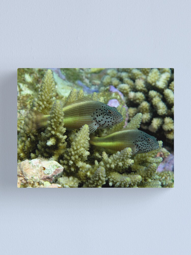 Alternate view of Hawkfish pair Canvas Print