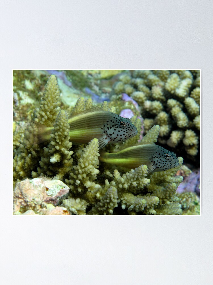 Alternate view of Hawkfish pair Poster