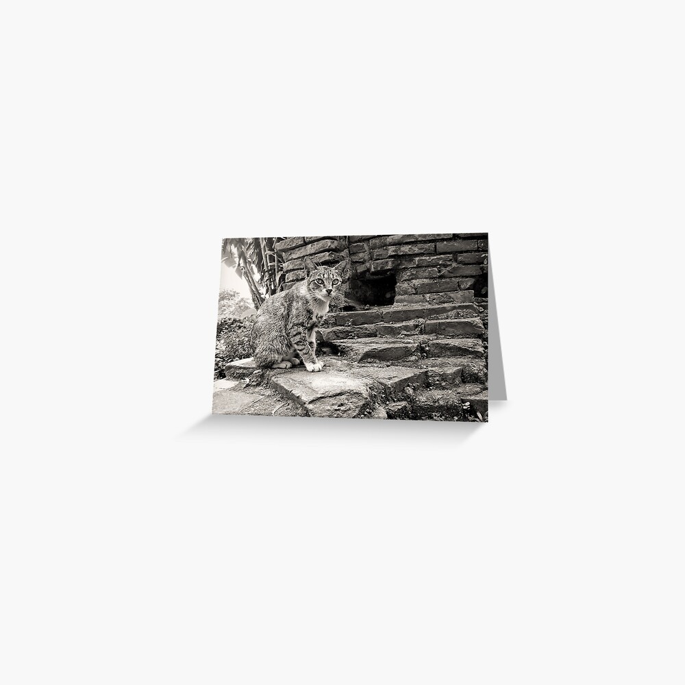 Intramuros Cat Greeting Card