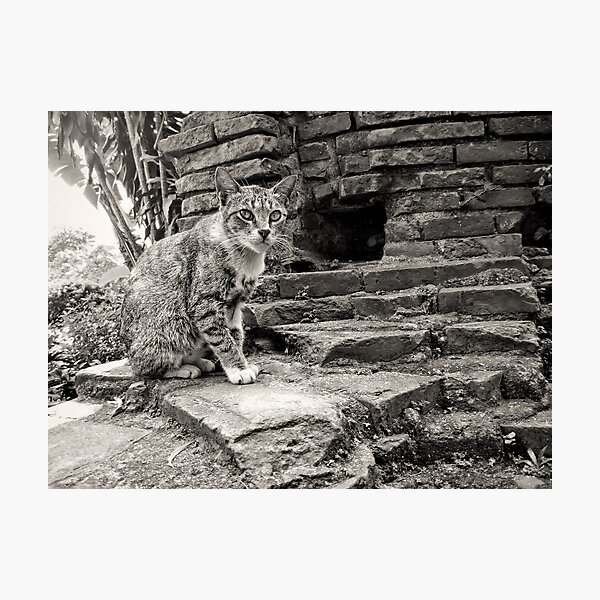 Intramuros Cat Photographic Print