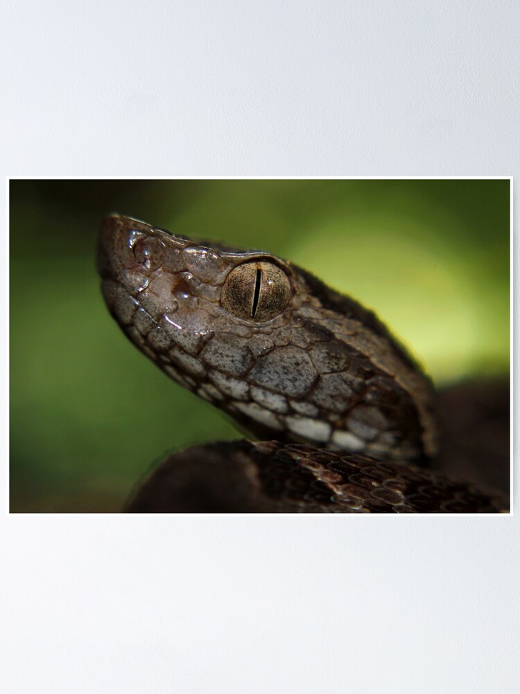 Bothrops asper (family Viperidae) is the most important snake from