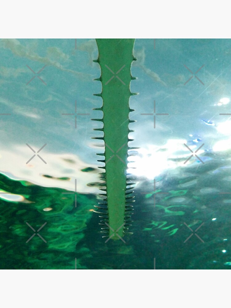 Sawtooth Shark Teeth in Aquarium Water by kpander