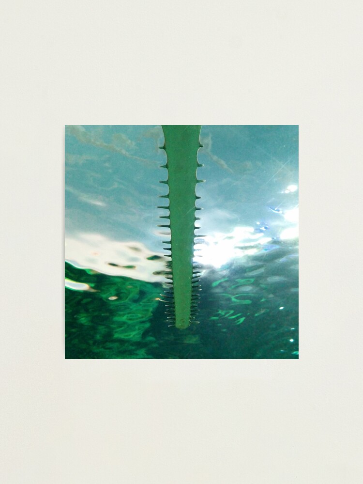 Alternate view of Sawtooth Shark Teeth in Aquarium Water Photographic Print