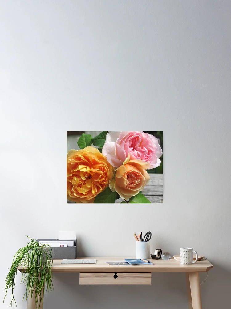 Thumbnail 2 of 3, Poster, Three Roses designed and sold by Christine  Wilson Photos.