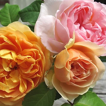 Artwork thumbnail, Three Roses by Christine  Wilson Photos