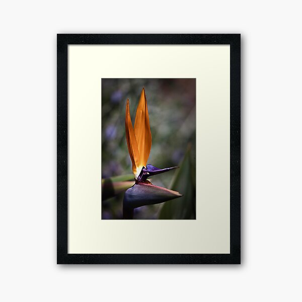 Paradise Framed Art Print