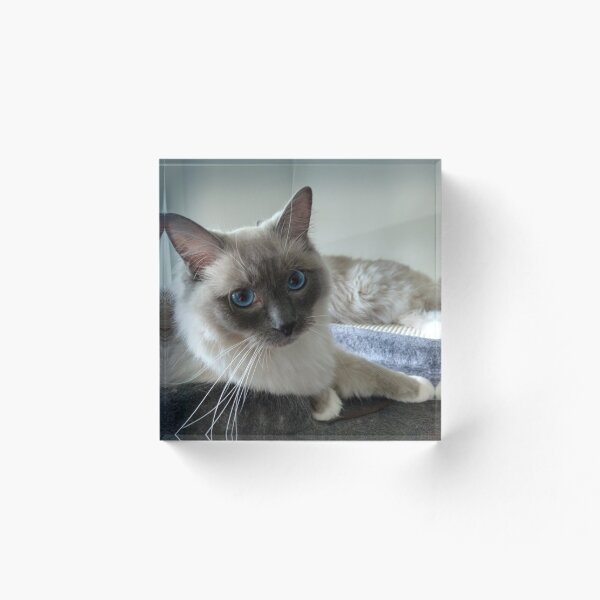 Item preview, Ragdoll comfort designed and sold by Nigelseanberry.