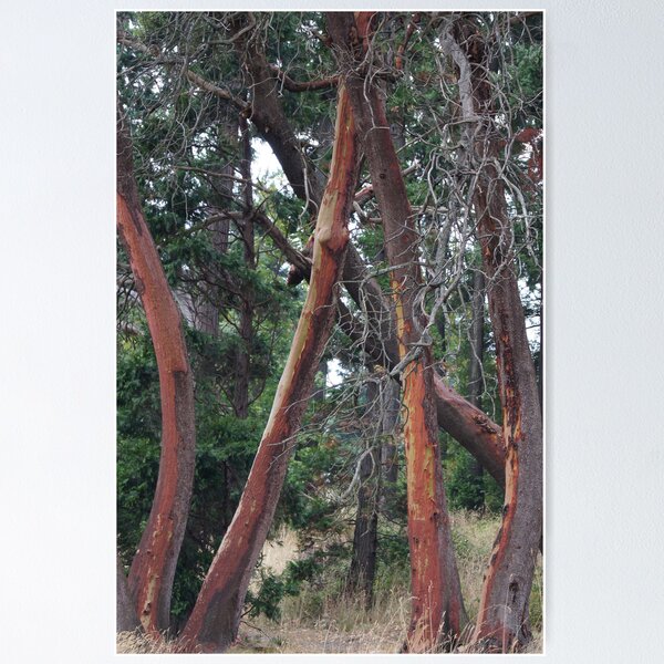 Item preview, Red Bark designed and sold by Loisb.