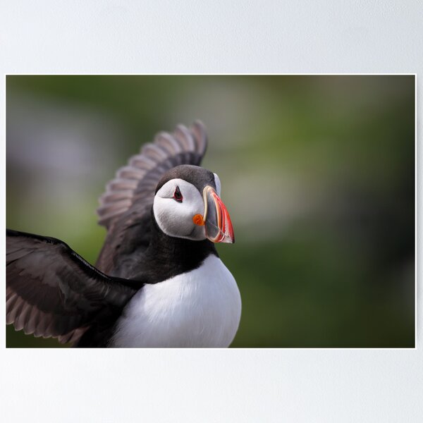 Item preview, Atlantic Puffin designed and sold by Rob Lavoie.