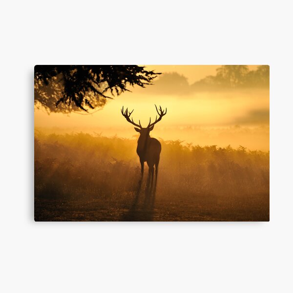 Close Encounters Canvas Print