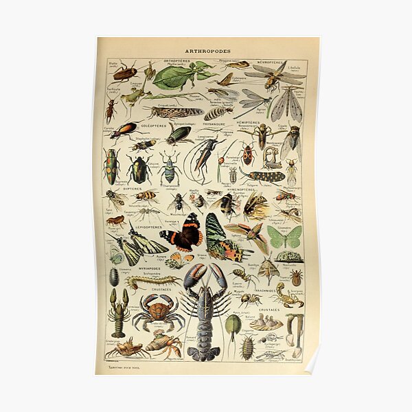 Adolphe Millot Arthropodes Insect Poster