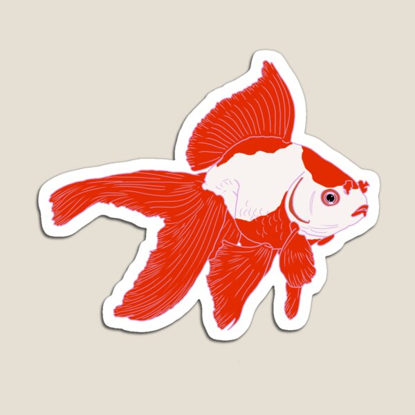 Red and white fancy goldfish Magnet