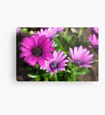 Dropplets on purple flowers Metal Print