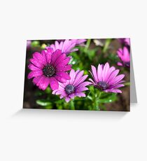Dropplets on purple flowers Greeting Card