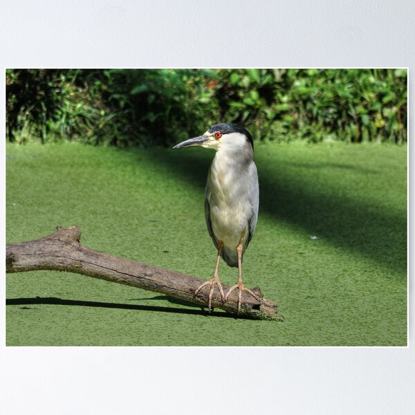 Item preview, Black Crowned Night Heron Perched On Driftwood designed and sold by Kathy Baccari.