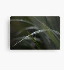 Dropplets on blade of grass Metal Print