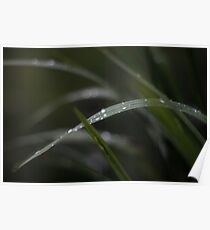 Dropplets on blade of grass Poster