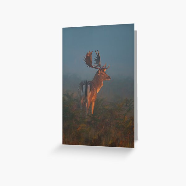 Fallow Buck Greeting Card