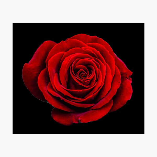Impression photo « Belle rose rouge sur magenta foncé », par simpleones |  Redbubble