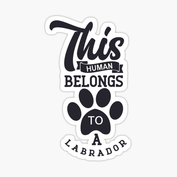 Lab Stickers, Labrador Stickers - This Human Belongs to a Labrador Sticker