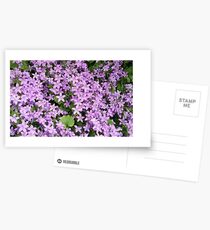 Campanula BellFlower Postcards