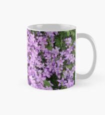 Campanula BellFlower Tasse (Standard)