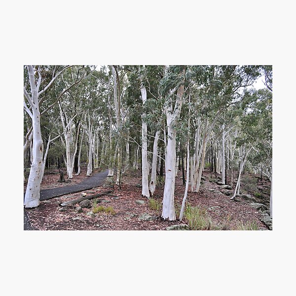 Item preview, To White Gum Lookout designed and sold by Terry Everson.