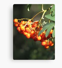 Mountain Ash Canvas Print