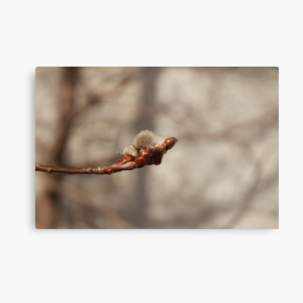 Handful of cotton balls Metal Print