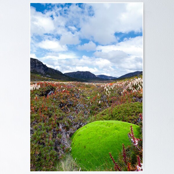Item preview, Cushion Plant and Flowering Scorparia in the Walls of Jerusalem designed and sold by andychiz.