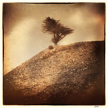 Artwork thumbnail, Counting Sheep by ronmoss