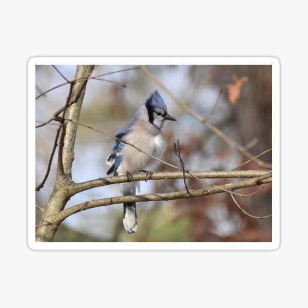 Item preview, BlueJay on a branch  designed and sold by Tonia Delozier's Photography .